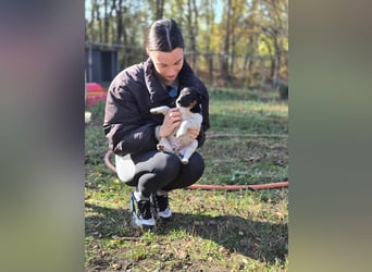 Avarka, geboren 27.09.2025 sucht ihren Platz