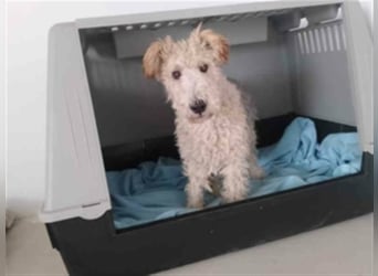 Willy-ich brauche Geduld, Geduld und nochmals Geduld!