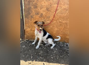 Bruno, Foxterrier-Mix, Rüde, geb. am 05.10.2024, 42 cm, 14 kg