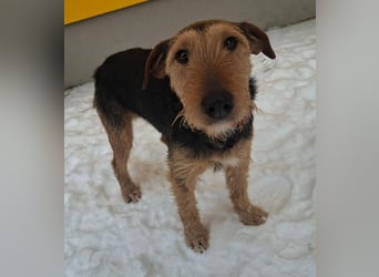 Artur, Foxterrier-Mix, Rüde, geb. am 01.05.2024, 43 cm, 14,5 kg