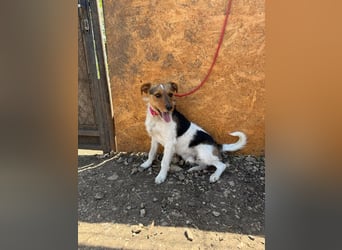 Bruno, Foxterrier-Mix, Rüde, geb. am 05.10.2024, 42 cm, 14 kg