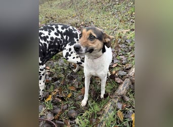 Sziszi, Glatthaar-Foxterrier-Mix, Hündin, geb. am 01.04.2023, ca. 40 cm