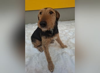 Artur, Foxterrier-Mix, Rüde, geb. am 01.05.2024, 43 cm, 14,5 kg