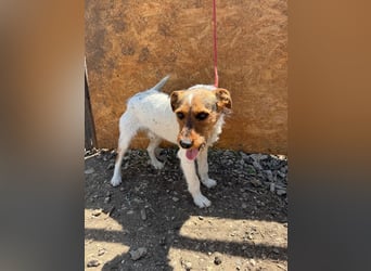 Bruno, Foxterrier-Mix, Rüde, geb. am 05.10.2024, 42 cm, 14 kg