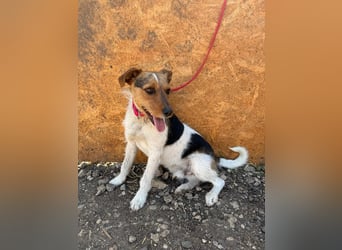 Bruno, Foxterrier-Mix, Rüde, geb. am 05.10.2024, 42 cm, 14 kg