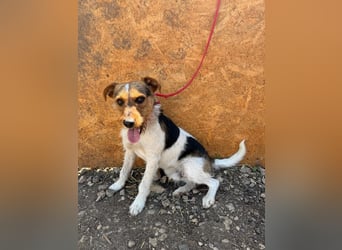 Bruno, Foxterrier-Mix, Rüde, geb. am 05.10.2024, 42 cm, 14 kg