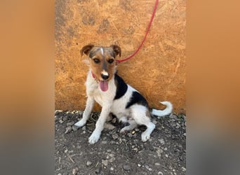 Bruno, Foxterrier-Mix, Rüde, geb. am 05.10.2024, 42 cm, 14 kg