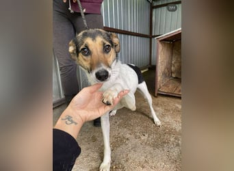 Sziszi, Glatthaar-Foxterrier-Mix, Hündin, geb. am 01.04.2023, ca. 40 cm