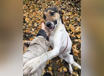 Sziszi, Glatthaar-Foxterrier-Mix, Hündin, geb. am 01.04.2023, ca. 40 cm