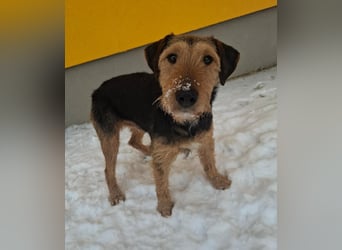 Artur, Foxterrier-Mix, Rüde, geb. am 01.05.2024, 43 cm, 14,5 kg