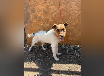 Bruno, Foxterrier-Mix, Rüde, geb. am 05.10.2024, 42 cm, 14 kg