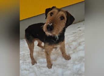 Artur, Foxterrier-Mix, Rüde, geb. am 01.05.2024, 43 cm, 14,5 kg