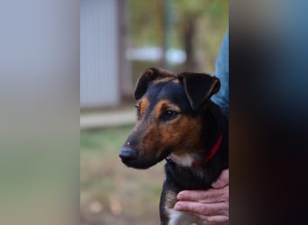 Liebenwerter Fixi sucht sein Körbchen