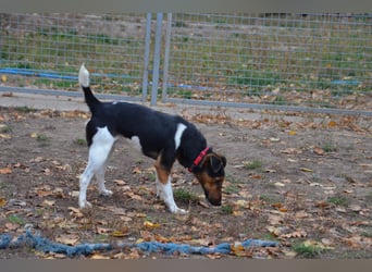 Liebenwerter Fixi sucht sein Körbchen