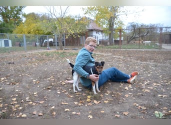 Liebenwerter Fixi sucht sein Körbchen