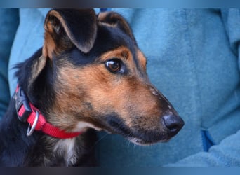 Liebenwerter Fixi sucht sein Körbchen