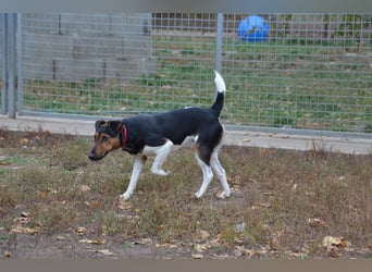 Liebenwerter Fixi sucht sein Körbchen