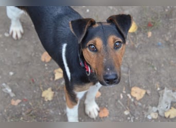 Liebenwerter Fixi sucht sein Körbchen