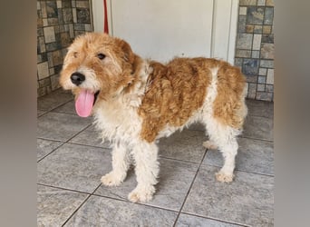 Goldschatz Nudli sucht ihre Menschen
