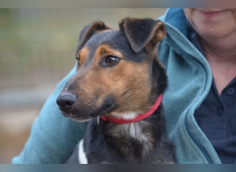 Liebenwerter Fixi sucht sein Körbchen