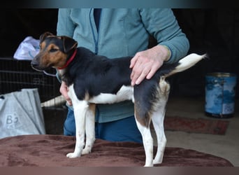 Liebenwerter Fixi sucht sein Körbchen