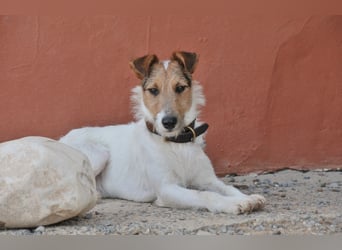 Bist du bereit, mit Foxy durch dick und dünn zu gehen?