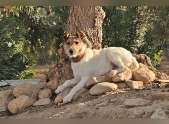 Bist du bereit, mit Foxy durch dick und dünn zu gehen?