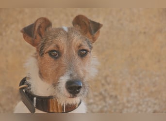 Bist du bereit, mit Foxy durch dick und dünn zu gehen?