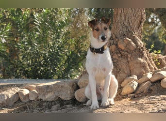 Bist du bereit, mit Foxy durch dick und dünn zu gehen?