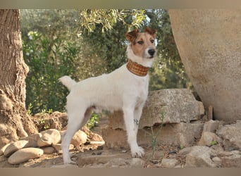 Bist du bereit, mit Foxy durch dick und dünn zu gehen?