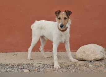 Bist du bereit, mit Foxy durch dick und dünn zu gehen?