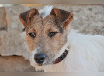 Bist du bereit, mit Foxy durch dick und dünn zu gehen?