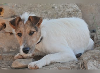 Bist du bereit, mit Foxy durch dick und dünn zu gehen?