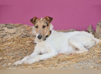 Bist du bereit, mit Foxy durch dick und dünn zu gehen?