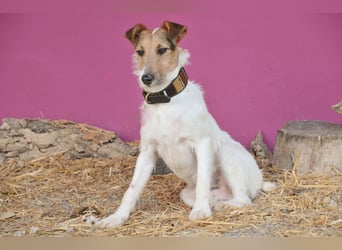 Bist du bereit, mit Foxy durch dick und dünn zu gehen?