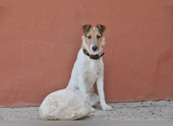 Bist du bereit, mit Foxy durch dick und dünn zu gehen?