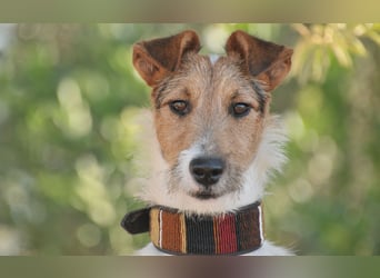 Bist du bereit, mit Foxy durch dick und dünn zu gehen?