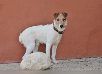 Bist du bereit, mit Foxy durch dick und dünn zu gehen?