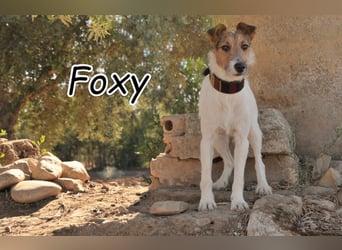 Bist du bereit, mit Foxy durch dick und dünn zu gehen?