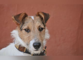 Bist du bereit, mit Foxy durch dick und dünn zu gehen?