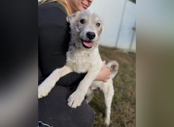 Drahthaar Foxterrier ähnl. Hundejunge, 4-5Mon., rundum sozial