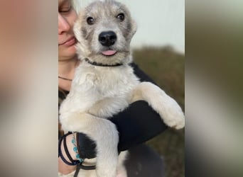 Drahthaar Foxterrier ähnl. Hundejunge, 4-5Mon., rundum sozial