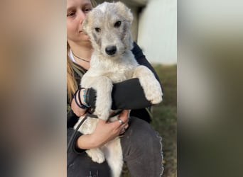 Drahthaar Foxterrier ähnl. Hundejunge, 4-5Mon., rundum sozial