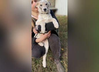 Drahthaar Foxterrier ähnl. Hundejunge, 4-5Mon., rundum sozial