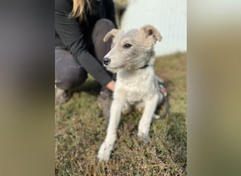 Drahthaar Foxterrier ähnl. Hundejunge, 4-5Mon., rundum sozial