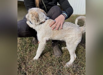 Drahthaar Foxterrier ähnl. Hundejunge, 4-5Mon., rundum sozial