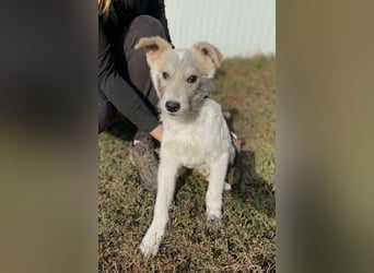Drahthaar Foxterrier ähnl. Hundejunge, 4-5Mon., rundum sozial