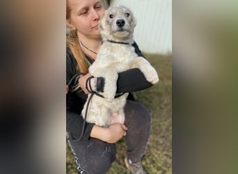 Drahthaar Foxterrier ähnl. Hundejunge, 4-5Mon., rundum sozial