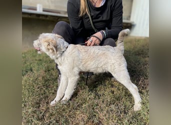 Drahthaar Foxterrier ähnl. Hundejunge, 4-5Mon., rundum sozial