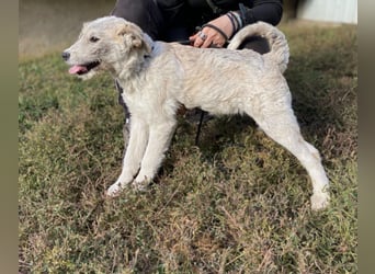 Drahthaar Foxterrier ähnl. Hundejunge, 4-5Mon., rundum sozial
